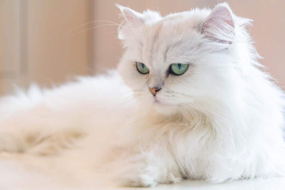 persian-cat